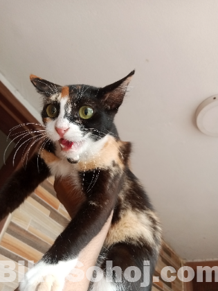 পার্শিয়ান ক্রস